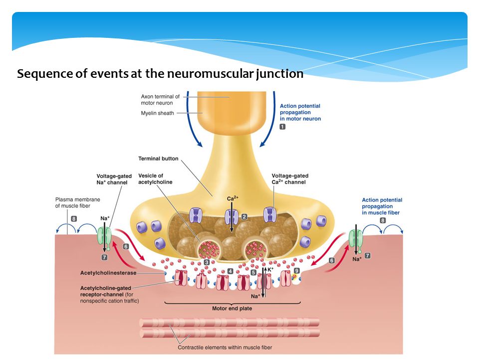 Sequence of events at the neuromuscular junction.
