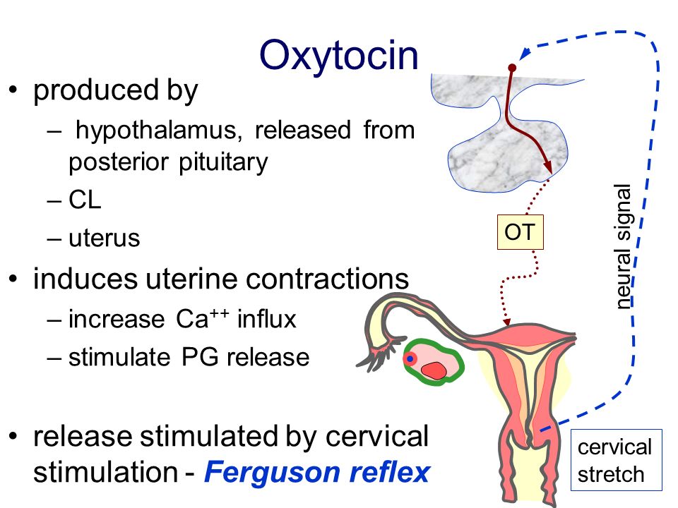 BIOL30001 Reproductive Physiology - ppt video online download