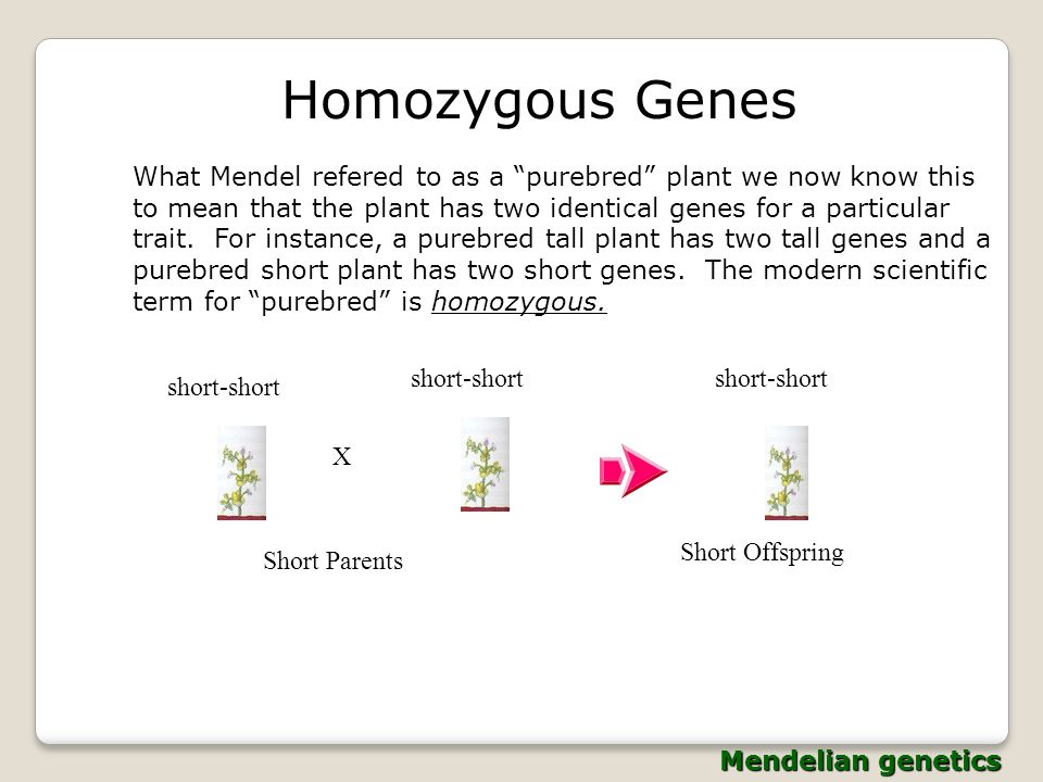 Classical (Mendelian) Genetics - Ppt Download