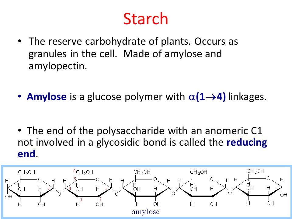 Starch The reserve carbohydrate of plants. Occurs as granules in the cell. Made of amylose and amylopectin.