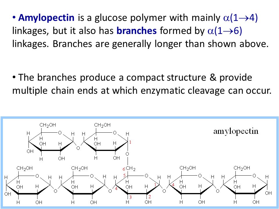 Amylopectin is a glucose polymer with mainly a(14) linkages, but it also has branches formed by a(16) linkages. Branches are generally longer than shown above.