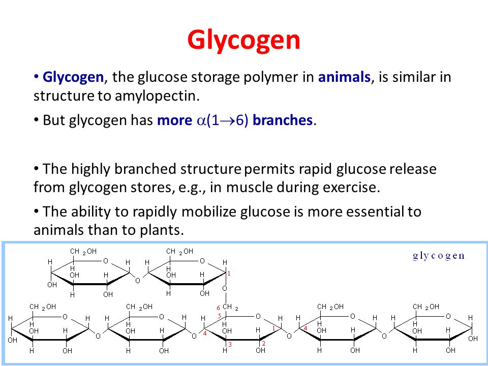 Glycogen Glycogen, the glucose storage polymer in animals, is similar in structure to amylopectin. But glycogen has more a(16) branches.
