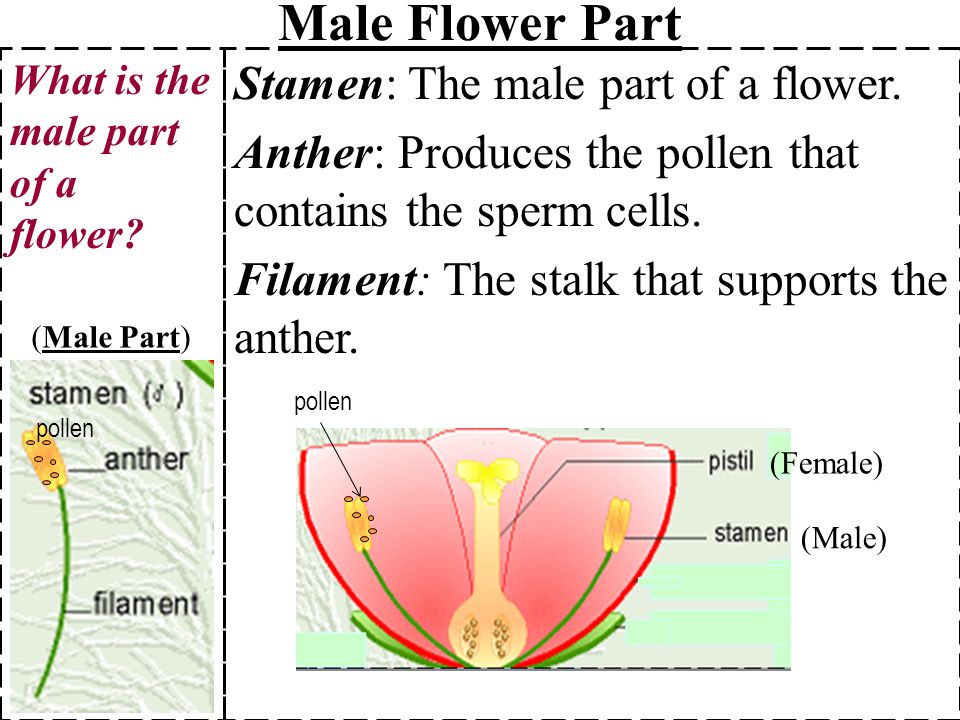 Male Flower Parts 1 Stamen Anther Filament Ppt Download