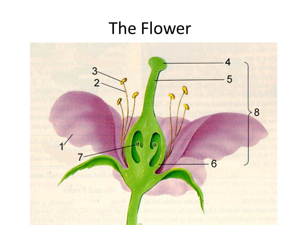 Строение цветка 6 класс биология рисунок с подписями