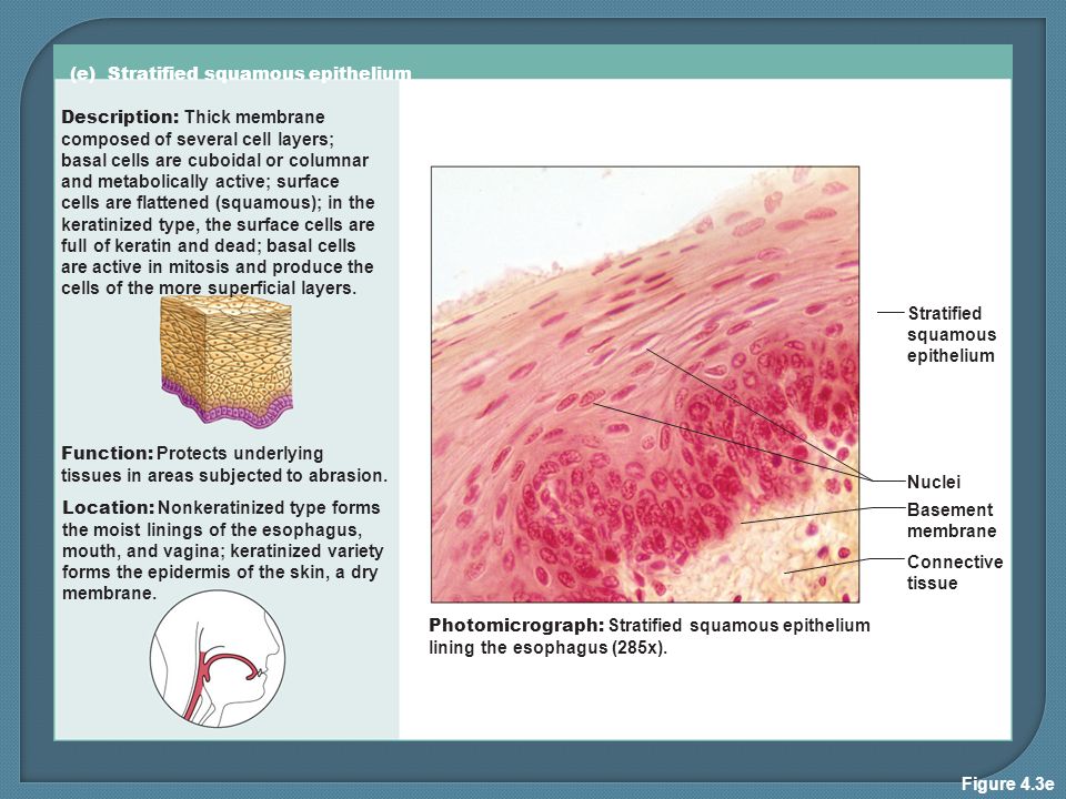 HISTOLOGY – study of tissues - ppt download