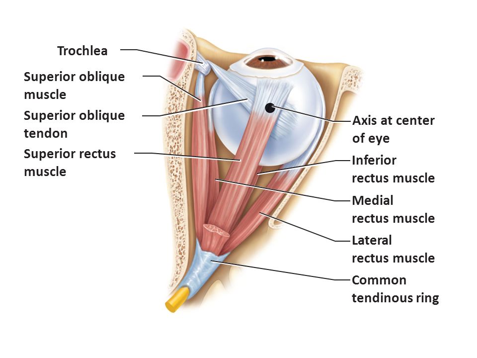 . Trochlea Superior oblique muscle Superior oblique Axis at center.