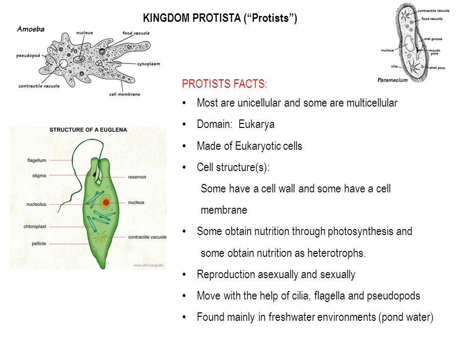 Sub Kingdom Archaebacteria Ancient Bacteria Ppt Download