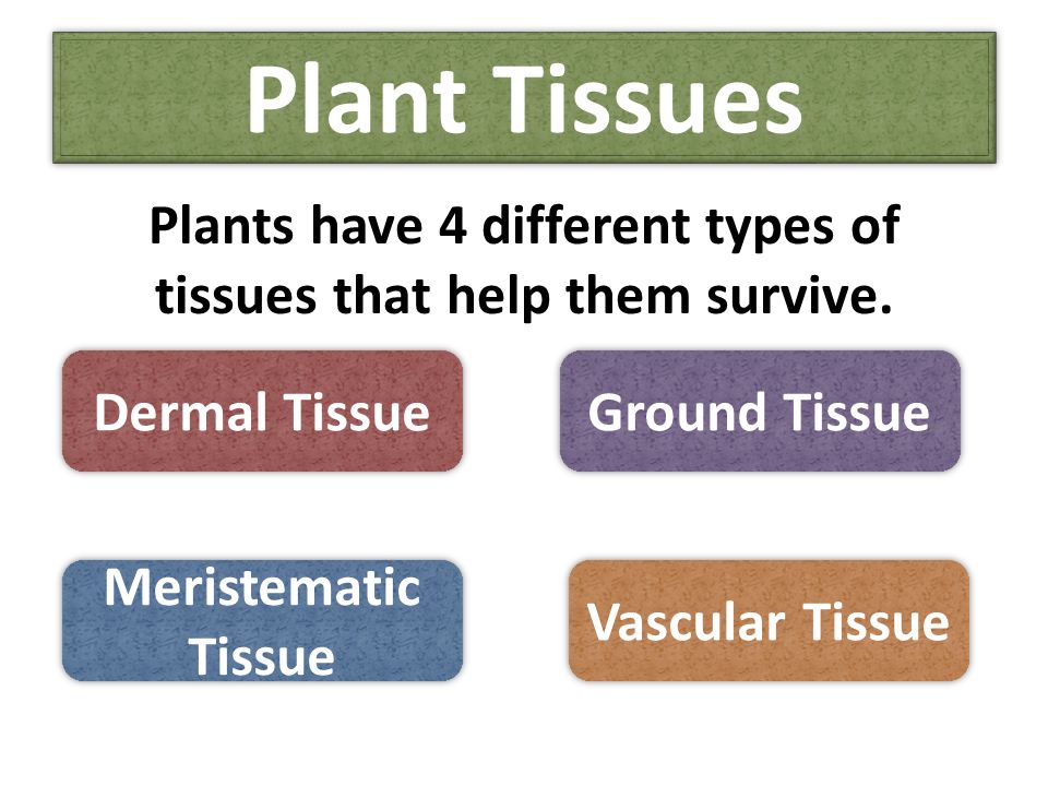 Plant Tissues, Structure and Function - ppt video online download