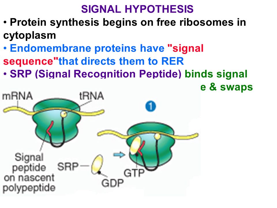 SIGNAL HYPOTHESIS Protein synthesis begins on free ribosomes in cytoplasm. Endomembrane proteins have signal sequence that directs them to RER.