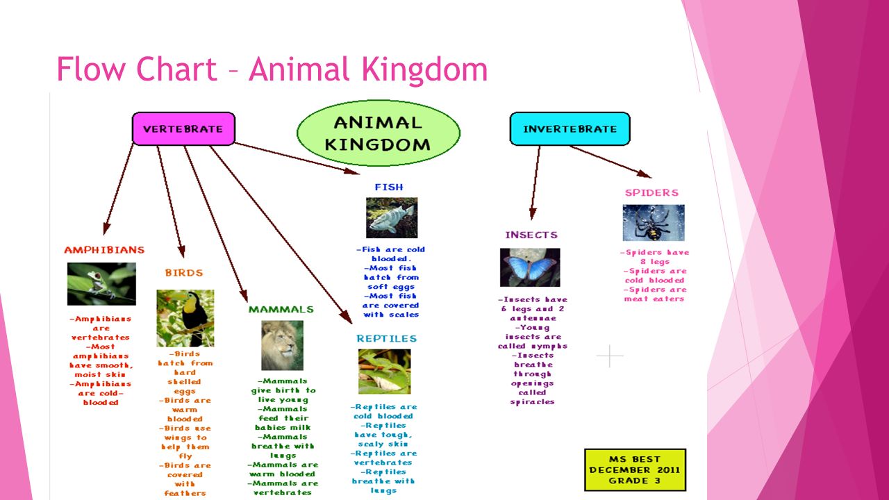 Chapter – 4 Classifying Animals - ppt video online download