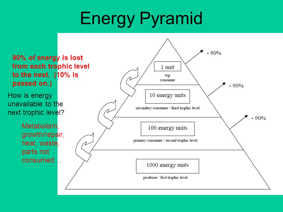 Food Webs And Energy Pyramids Ppt Download