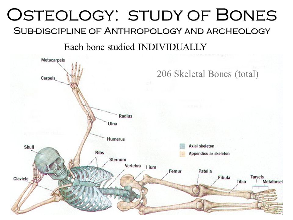 Forensic Anthropology - ppt video online download