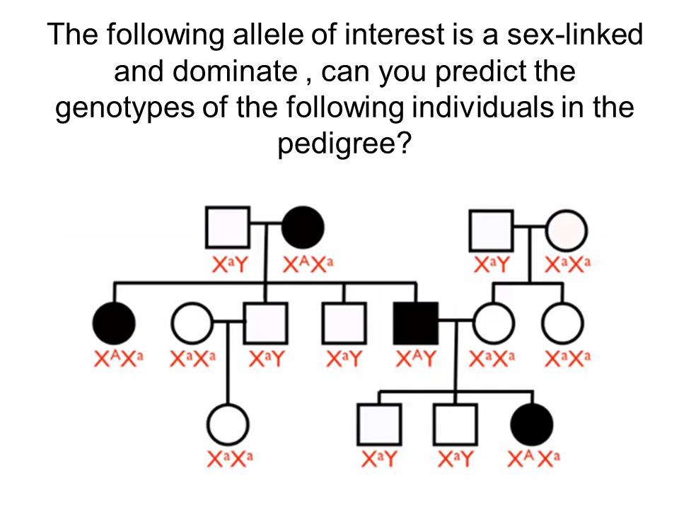 Tongue Rolling Pedigree Chart