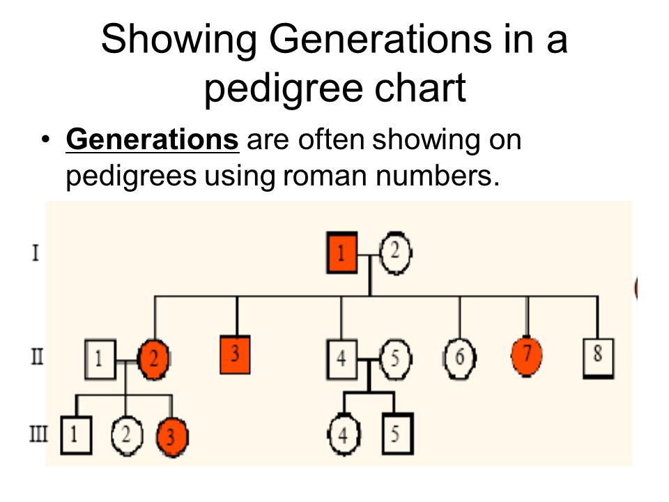 How To Number A Pedigree Chart
