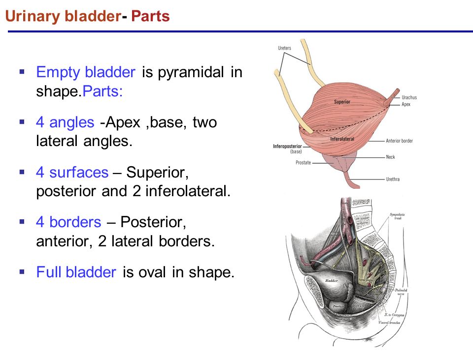 Осмотр мочевого пузыря латынь. Мочевой пузырь в разрезе. Urinary bladder. Строение мочевого пузыря анатомия. Мочевой пузырь анатомия Apex.