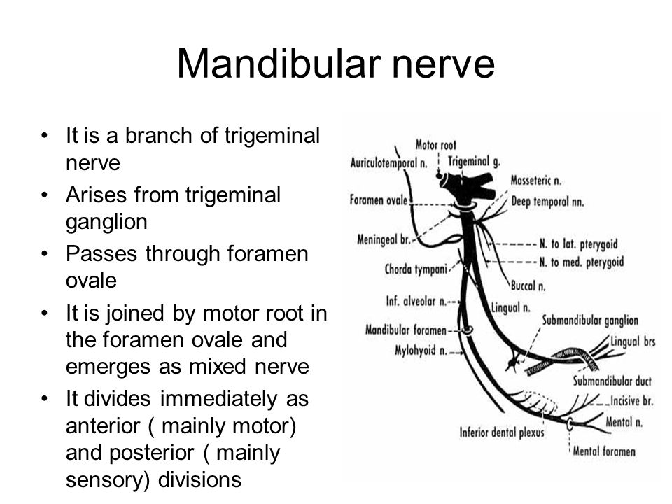 Edufit UK - The mandibular branch is the third division of the trigeminal  nerve. It passes through foramen ovale into the infratemporal fossa. 🤔 The  mandibular trunk is home to the otic