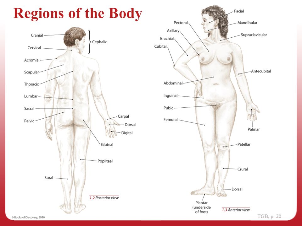 Anatomical Position 1 Navigating The Body Ppt Video Online Download