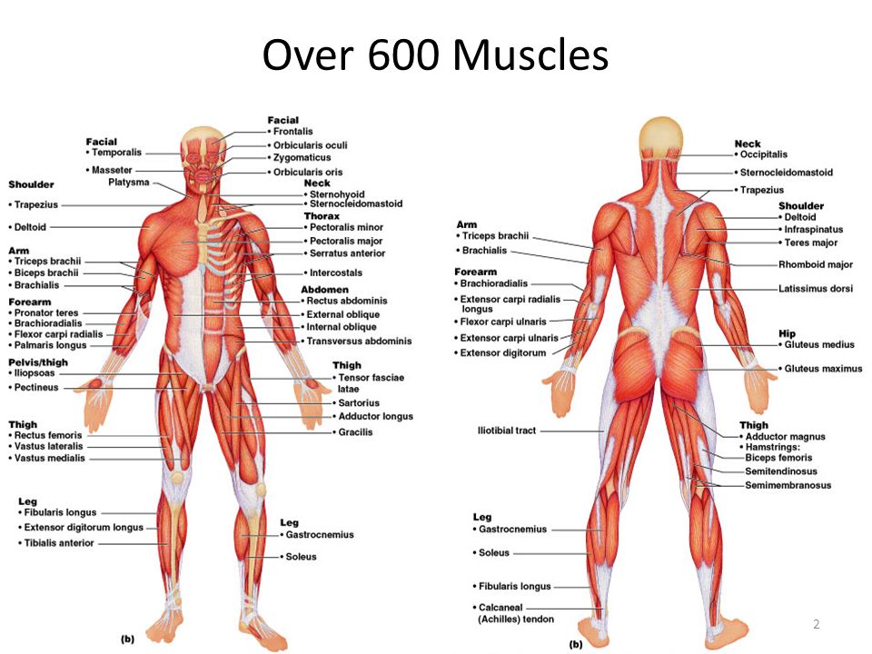 Torso Muscles - Anterior Torso Muscles Diagram Quizlet - Muscles are a must, not an option current #followback rate :