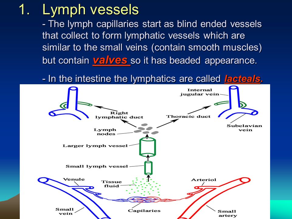Lymphatic System And Axillary Lymph Nodes Ppt Video Online Download