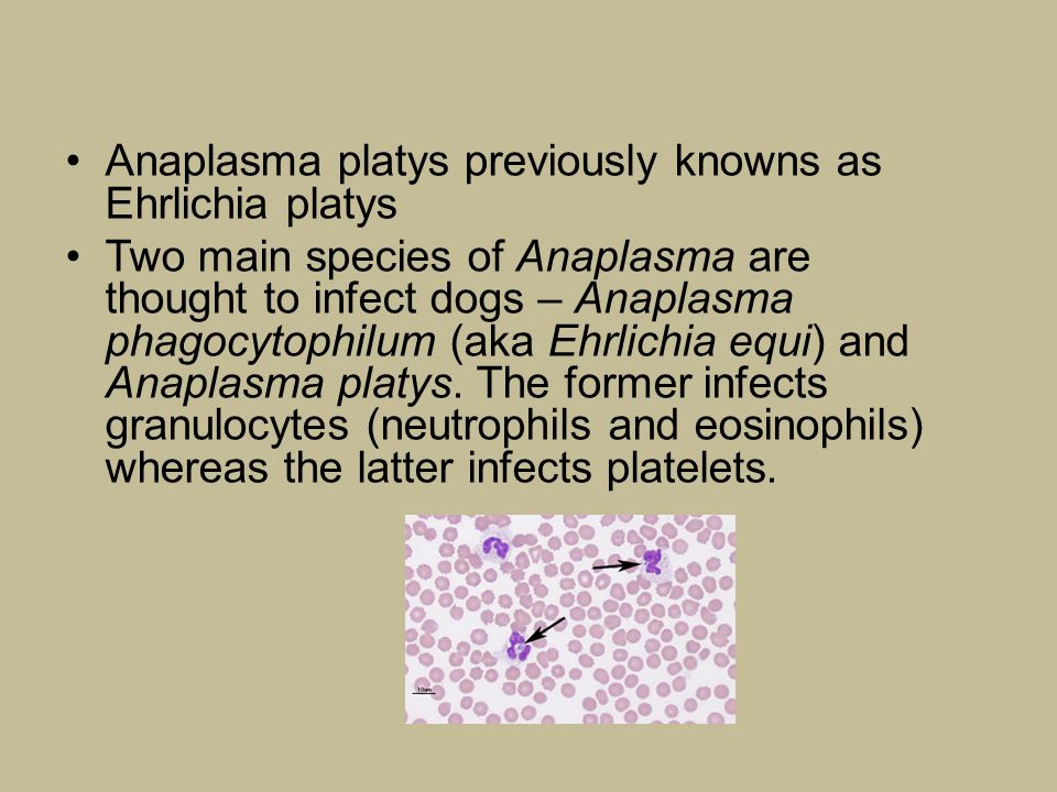 Anaplasma platys previously knowns as Ehrlichia platys
