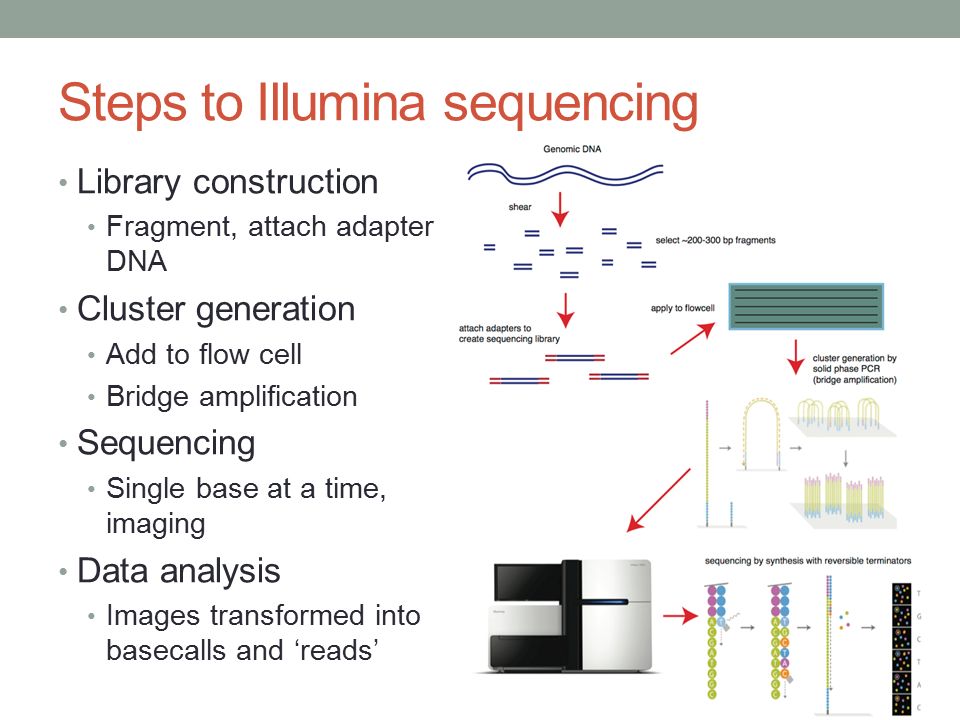 Introduction to Illumina Sequencing - ppt online