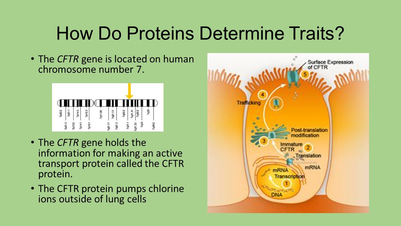 Transcription And Translation Ppt Download