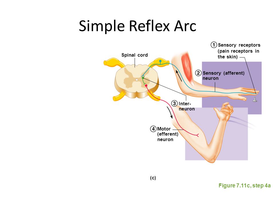 Жевательный рефлекс. Spinal Cord simple Reflex Arc. Жевательный рефлекс схема. Reflex Arc Physiology. Жевательный рефлекс физиология.