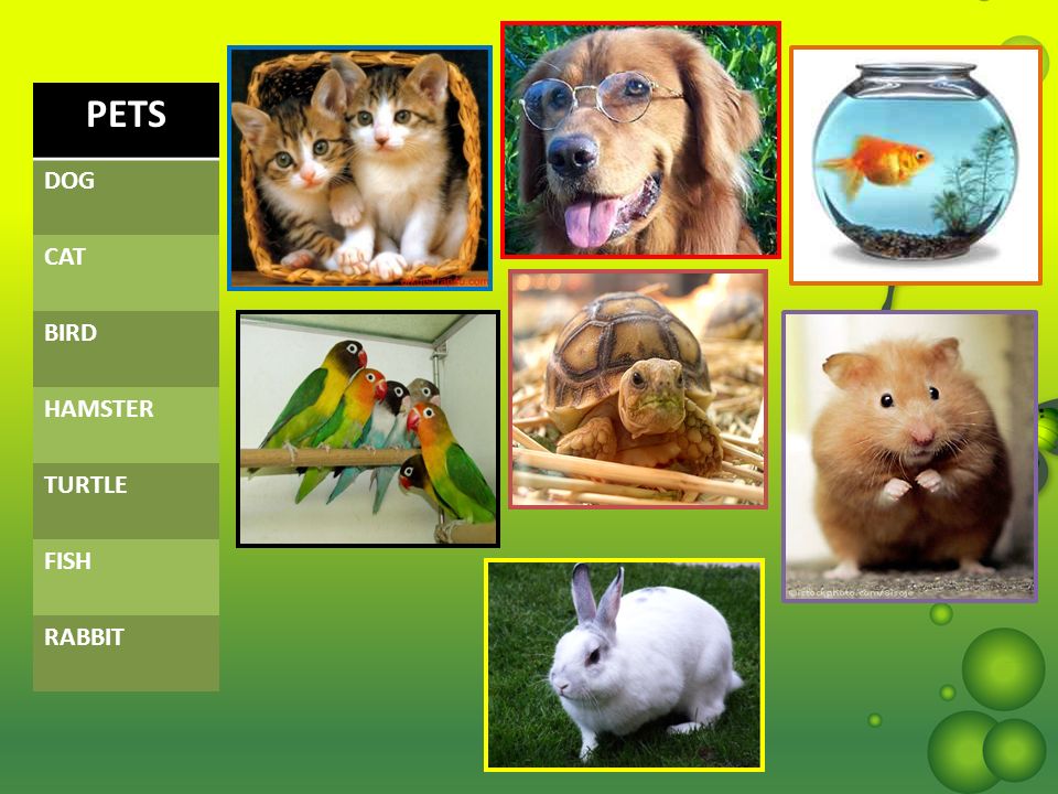 Pets презентация. Презентации на тему Pets. Морские свинки хомяки черепахи. Животные ПЭТ класса. Pets 2 класс.