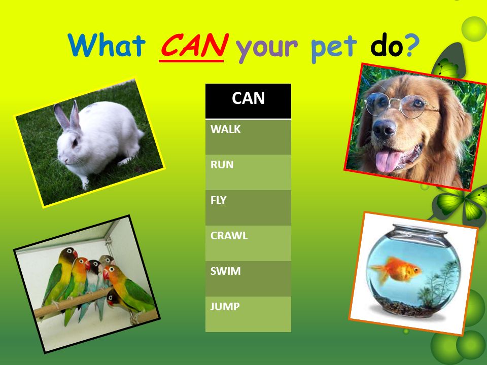 Can your pet 2. Проекты на тему my Pet. My Pet презентация. Проекты по теме Pets. My Pet тема.