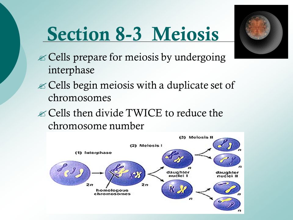 Section 8 1 Chromosomes Section 8 2 Cell Division Section 8 3 Meiosis Ppt Video Online Download