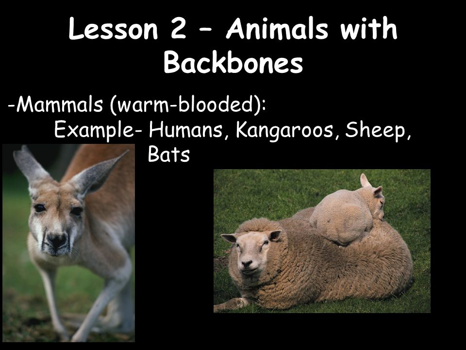 Lesson 2 – Animals with Backbones - ppt video online download