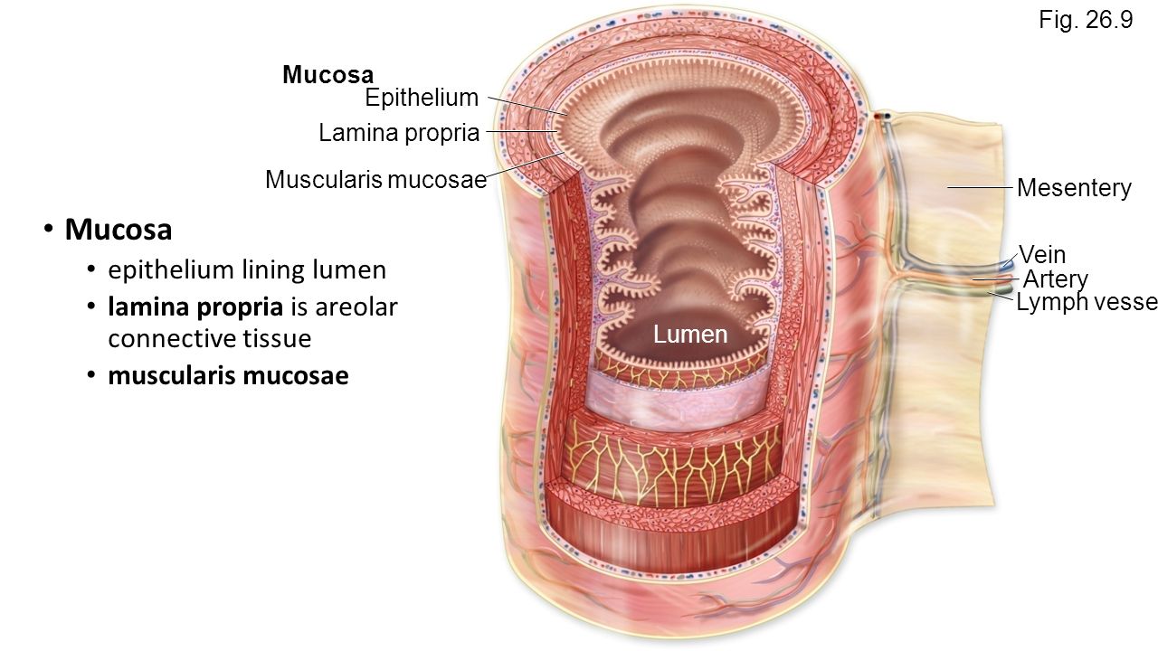 Внутренняя поверхность кишечника. Строение Толстого кишечника слои. Стенка Толстого кишечника анатомия. Строение стенки тонкого кишечника структура. Структура слизистой оболочки Толстого кишечника.