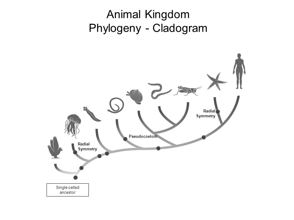 Animal Kingdom Phylogeny - Cladogram - ppt video online download