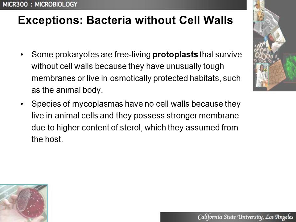 Lecture 3 Structure And Function Of Prokaryotes Ppt Video Online Download