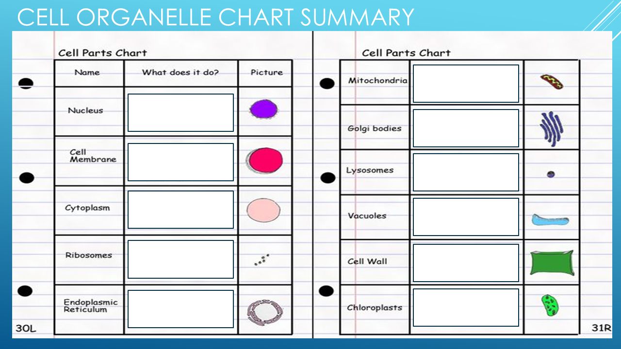 Cell Structures And Organelles Chart