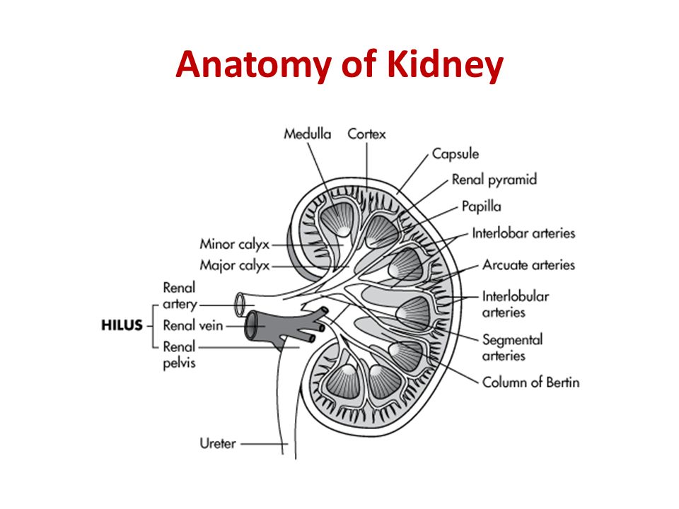 Анатомия 2005. Kidney Anatomy. Kidney structure. Internal structure of Kidney. Medulla of the Kidney.