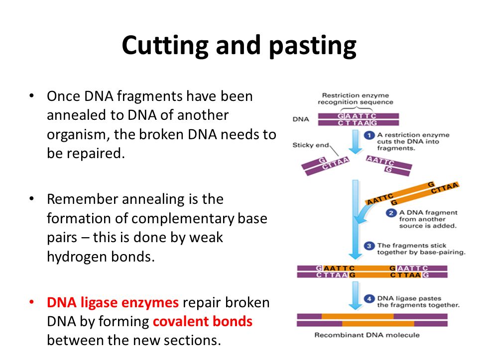 Title Genetic Techniques 1 Ppt Video Online Download