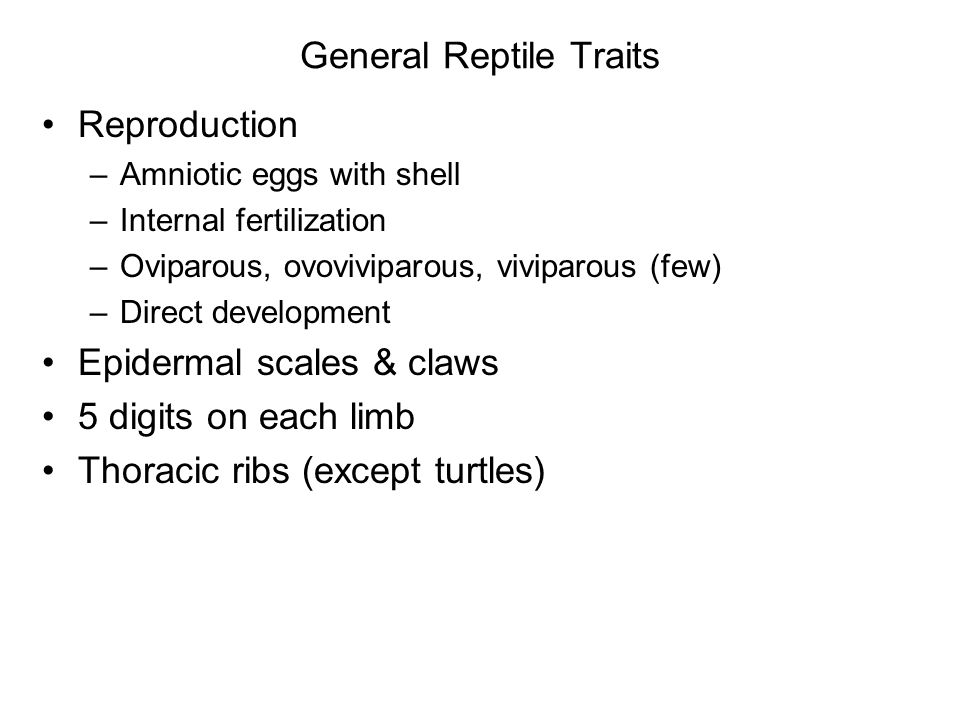 General Reptile Traits