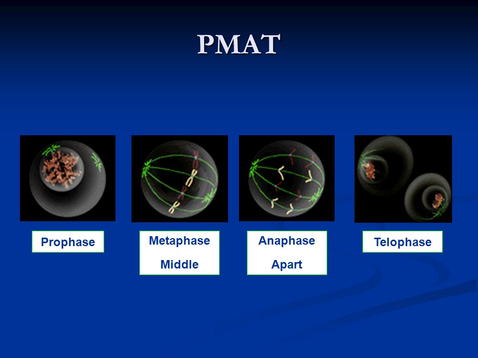 PMAT Prophase Metaphase Middle Anaphase Apart Telophase