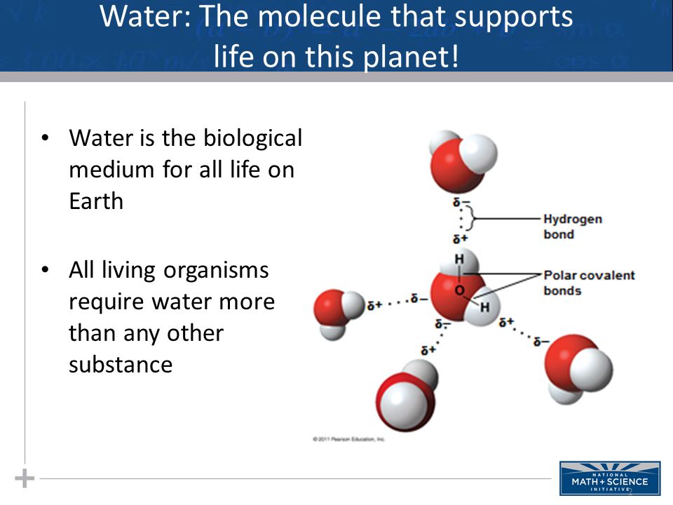 important properties of water allowing it to support life