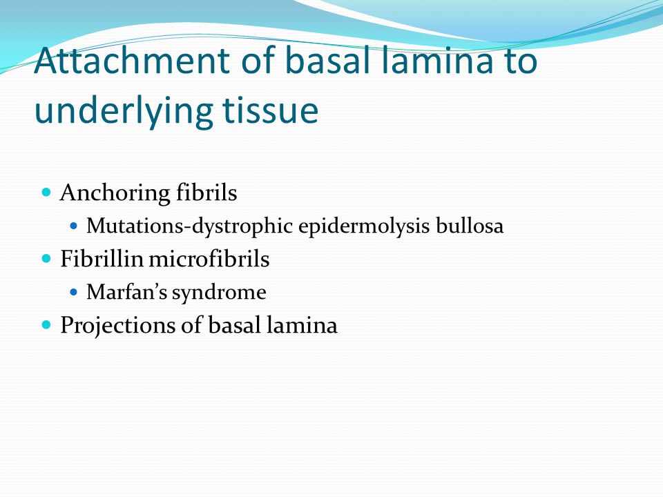 Basal Lamina & Basement Membrane - ppt video online download