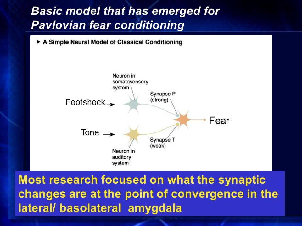 Basic model that has emerged for Pavlovian fear conditioning