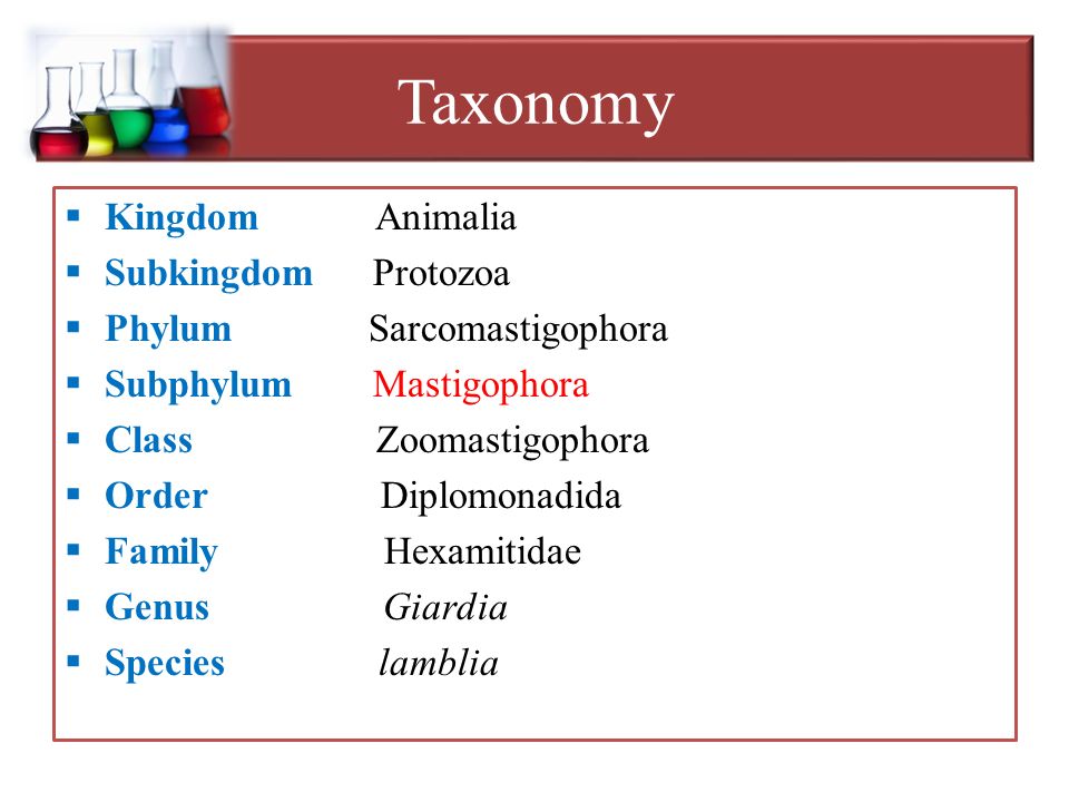 giardia intestinalis classification