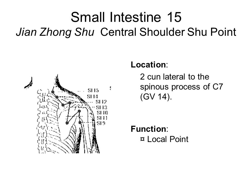 Small Intestine 15 Jian Zhong Shu Central Shoulder Shu Point