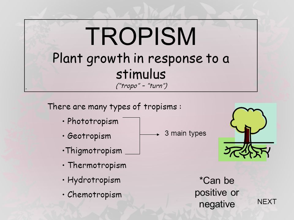 TROPISM NEXT. - ppt video online download