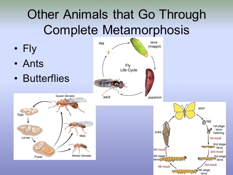 Metamorphosis and Life Cycles - ppt video online download