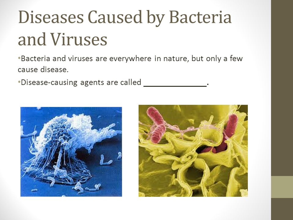 diseases caused by bacteria in animals