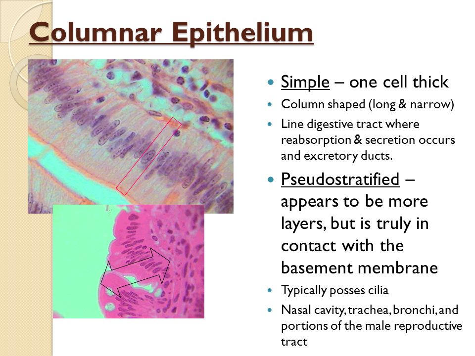 Anatomy and Physiology - ppt video online download