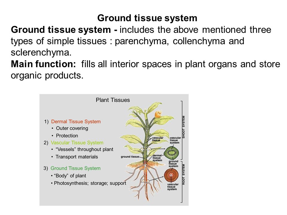 Plant tissues. - ppt video online download