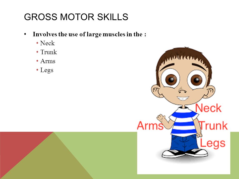 Gross Motor skills Involves the use of large muscles in the : Neck